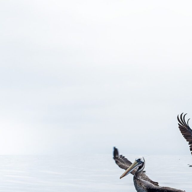 Tre pelikaner går inn for landing på et speilblankt hav, fotokunst veggbilde / plakat av Terje Kolaas