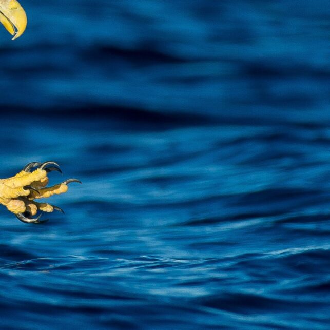 Havørn slår ned på fisk på blått hav, fotokunst veggbilde / plakat av Terje Kolaas
