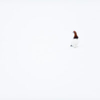 En lirypestegg sitter på kritthvit snø, fotokunst veggbilde / plakat av Terje Kolaas
