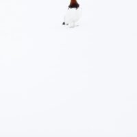 En lirypestegg sitter på kritthvit snø, fotokunst veggbilde / plakat av Terje Kolaas