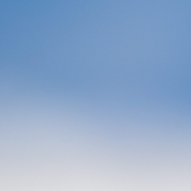 En lunde sitter i snøen med blå himmel som bakgrunn, fotokunst veggbilde / plakat av Terje Kolaas
