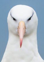 Albatross - kongen av stormfuglene, fotokunst veggbilde / plakat av Terje Kolaas