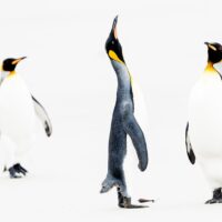Tre pingviner viser gjensynsglede, fotokunst veggbilde / plakat av Terje Kolaas