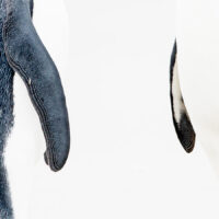 Tre pingviner viser gjensynsglede, fotokunst veggbilde / plakat av Terje Kolaas