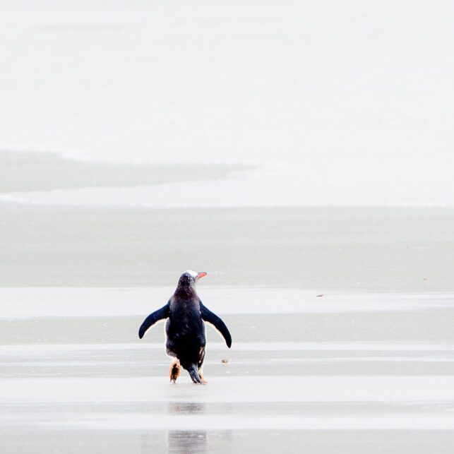 Pingvin på vandring, fotokunst veggbilde / plakat av Terje Kolaas