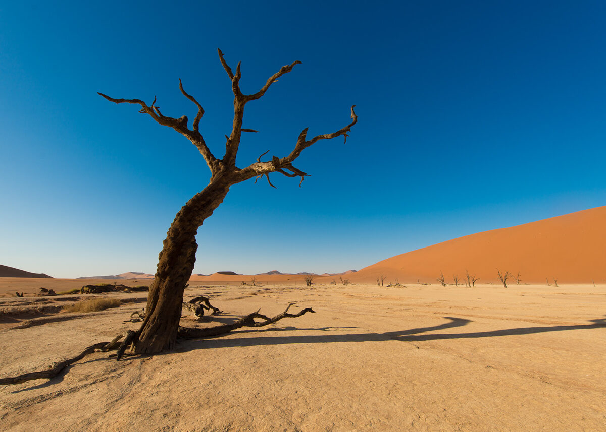 Trær i ørkensand II, fotokunst veggbilde / plakat av Terje Kolaas