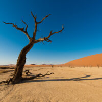 Trær i ørkensand II, fotokunst veggbilde / plakat av Terje Kolaas