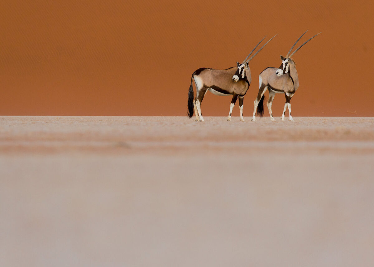 Oryxantiloper i ørken I, fotokunst veggbilde / plakat av Terje Kolaas
