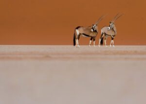 Kamel i Sahara, fotokunst veggbilde / plakat av Terje Kolaas