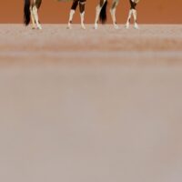 Oryxantiloper i ørken I, fotokunst veggbilde / plakat av Terje Kolaas