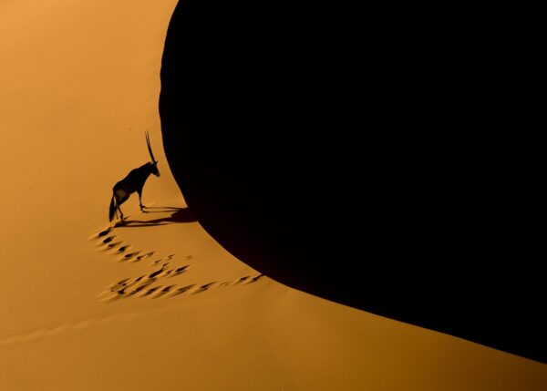 Oryx i ørkenen, fotokunst veggbilde / plakat av Terje Kolaas