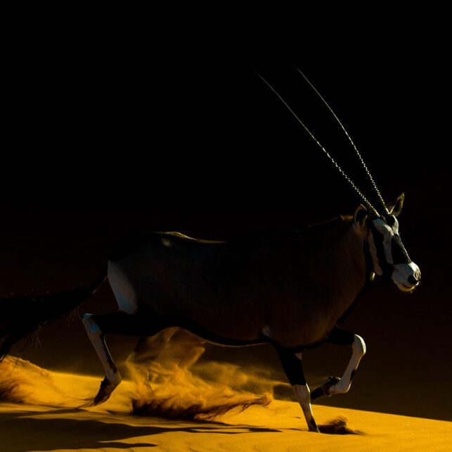 Oryx på gul løper, fotokunst veggbilde / plakat av Terje Kolaas