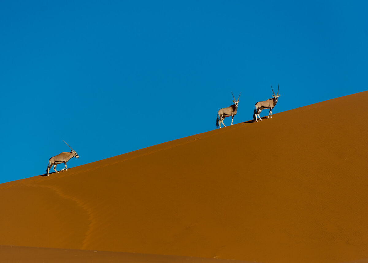 Oryxer i ørkenen, fotokunst veggbilde / plakat av Terje Kolaas