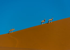 Oryx på gul løper, fotokunst veggbilde / plakat av Terje Kolaas
