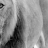 Løve II, fotokunst veggbilde / plakat av Terje Kolaas