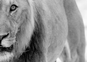 Løver på jakt, fotokunst veggbilde / plakat av Terje Kolaas