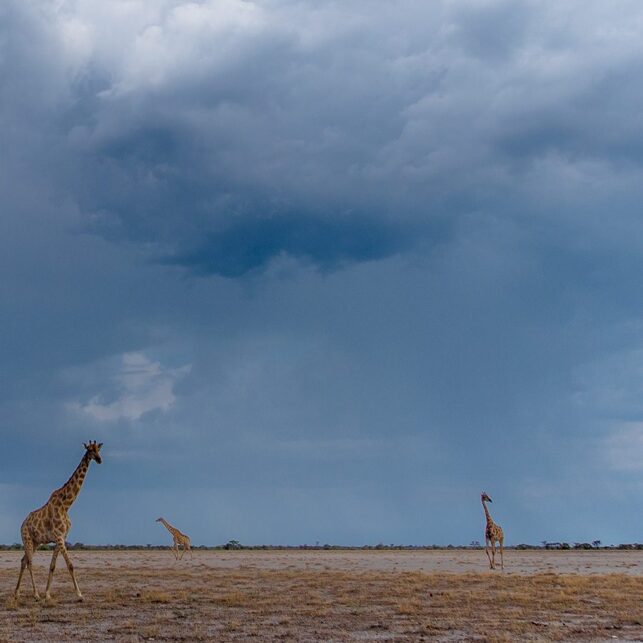 Giraffer i Etosha I, fotokunst veggbilde / plakat av Terje Kolaas