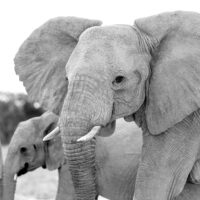 Elefantfamilie, fotokunst veggbilde / plakat av Terje Kolaas