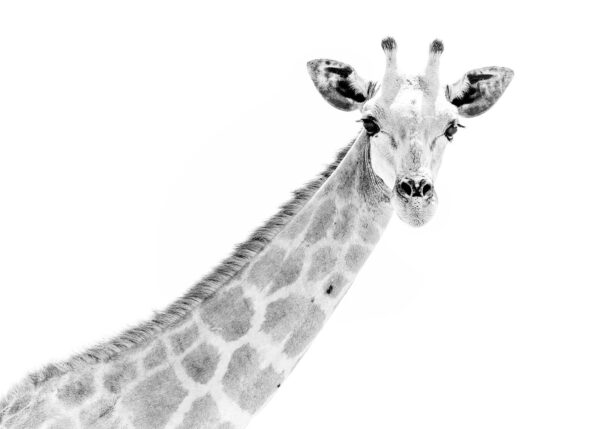 Portrett av giraff, fotokunst veggbilde / plakat av Terje Kolaas