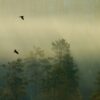 Tåkefugler, fotokunst veggbilde / plakat av Terje Kolaas