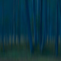 Abstrakt skog, fotokunst veggbilde / plakat av Terje Kolaas