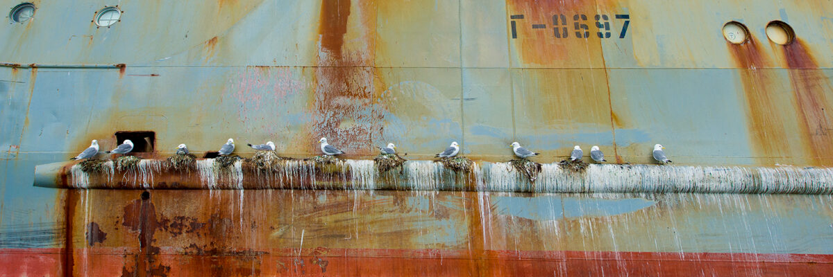 Måker på rustent skipsskrog, fotokunst veggbilde / plakat av Terje Kolaas