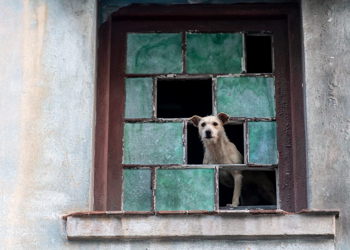 Hund i vindu, fotokunst veggbilde / plakat av Terje Kolaas