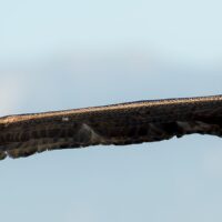 Flygende gigant - kjempepetrell, fotokunst veggbilde / plakat av Terje Kolaas