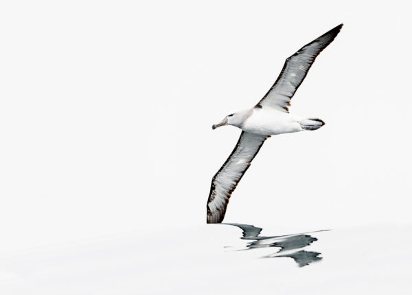 Albatross - kongen av stormfuglene, fotokunst veggbilde / plakat av Terje Kolaas