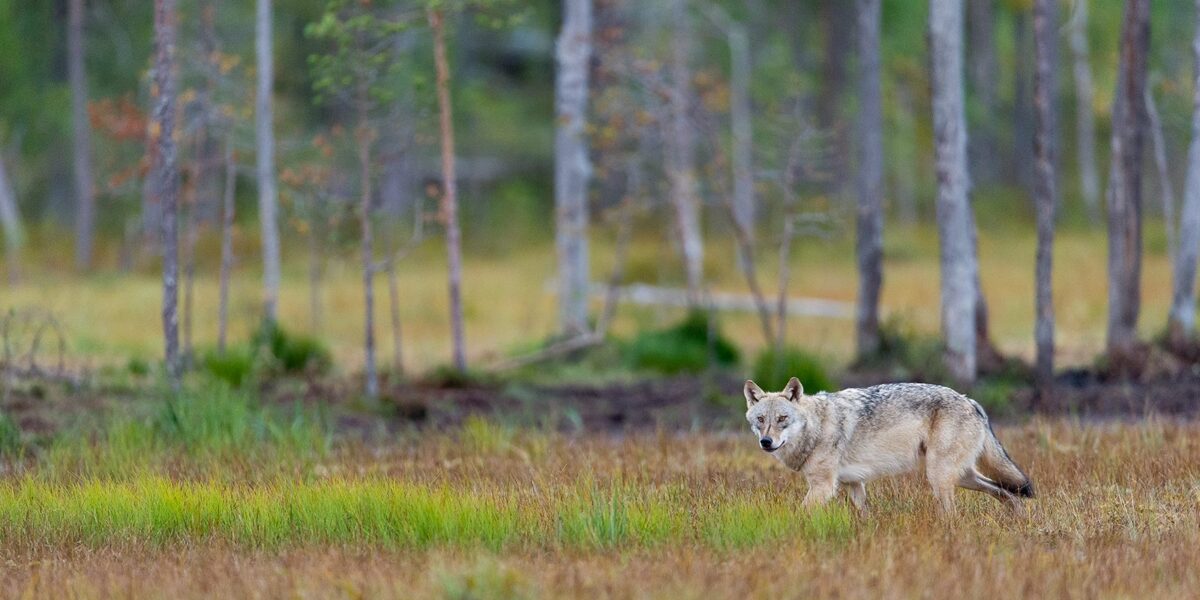 Enslig ulv på høstmyr, fotokunst veggbilde / plakat av Terje Kolaas