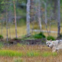 Enslig ulv på høstmyr, fotokunst veggbilde / plakat av Terje Kolaas