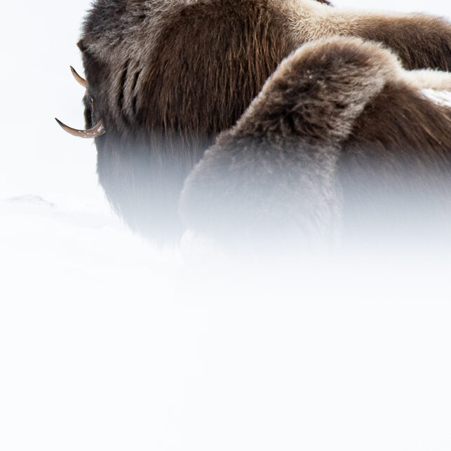 Moskus i vinterland I, fotokunst veggbilde / plakat av Terje Kolaas