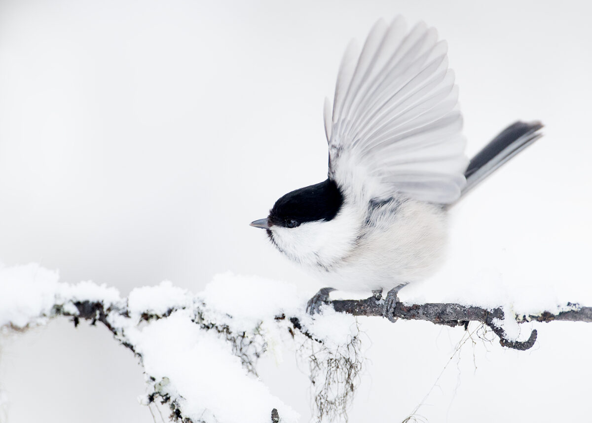 En granmeis i snøen løfter vingene , fotokunst veggbilde / plakat av Terje Kolaas