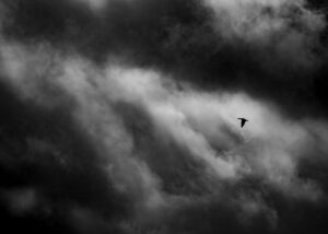 Fugleflokk på urolig himmel, fotokunst veggbilde / plakat av Terje Kolaas