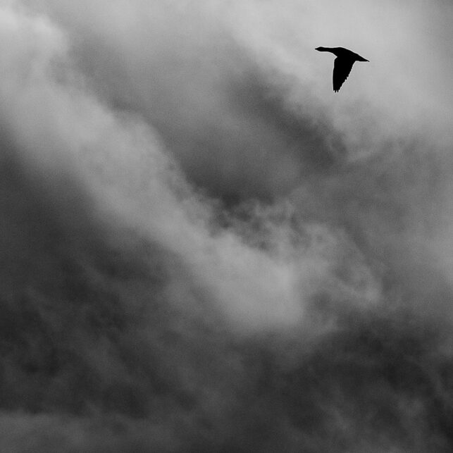 Liten fugl på urolig himmel, fotokunst veggbilde / plakat av Terje Kolaas