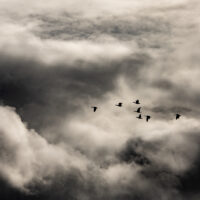 Fugleflokk på urolig himmel, fotokunst veggbilde / plakat av Terje Kolaas