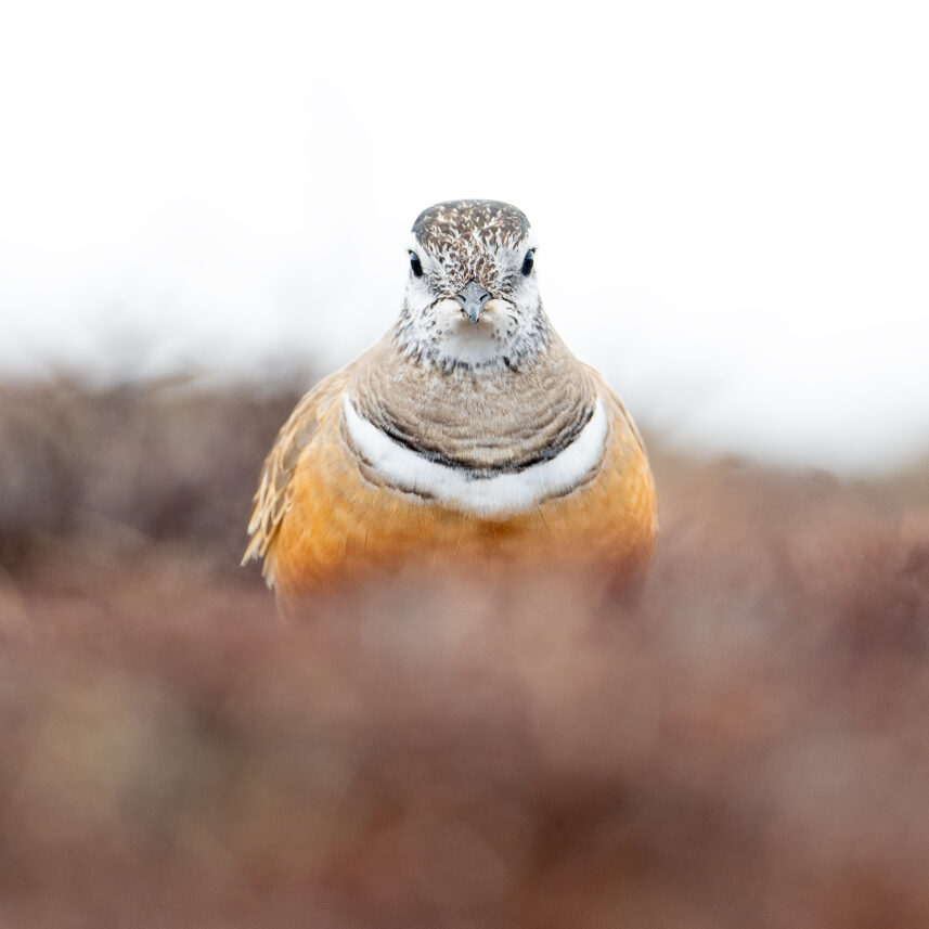 Boltit - høyfjellets fugl I, fotokunst veggbilde / plakat av Terje Kolaas