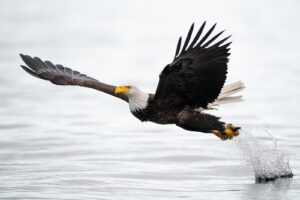 Bald Eagle, fotokunst veggbilde / plakat av Terje Kolaas
