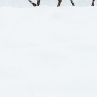 Rein i snøstorm, fotokunst veggbilde / plakat av Terje Kolaas