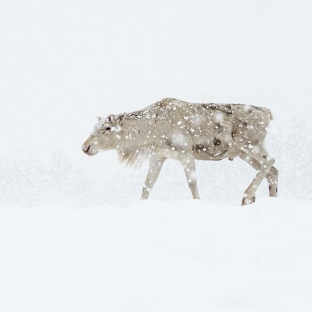 Rein i snøstorm, fotokunst veggbilde / plakat av Terje Kolaas