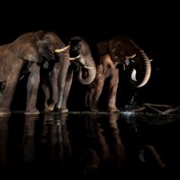 Elefanter ved vannhullet I, fotokunst veggbilde / plakat av Terje Kolaas