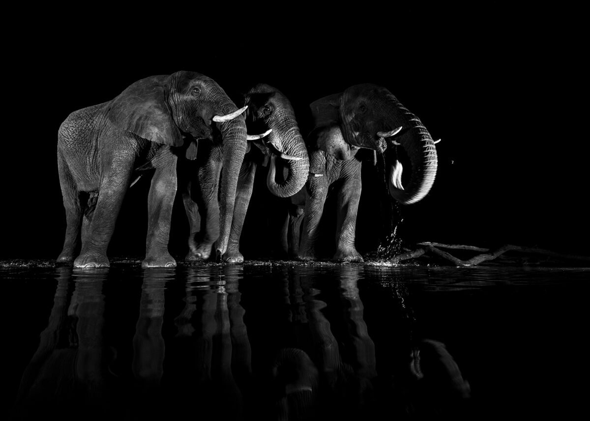 Elefanter ved vannhullet II, fotokunst veggbilde / plakat av Terje Kolaas