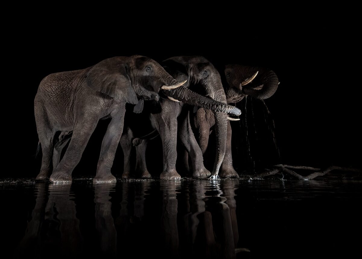 Elefanter ved vannhullet III, fotokunst veggbilde / plakat av Terje Kolaas