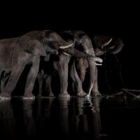Elefanter ved vannhullet III, fotokunst veggbilde / plakat av Terje Kolaas