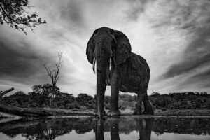 Elefanter ved vannhullet I, fotokunst veggbilde / plakat av Terje Kolaas