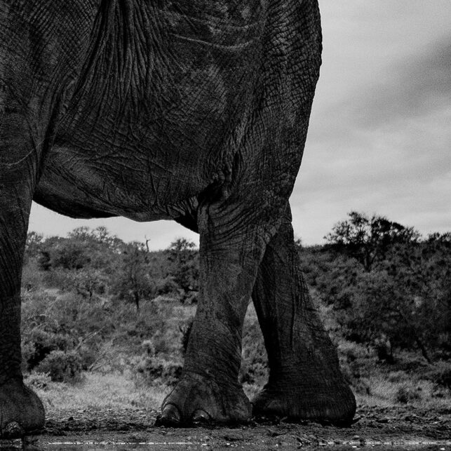 Elefanten ved vannhullet, fotokunst veggbilde / plakat av Terje Kolaas