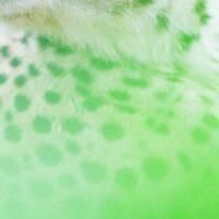 Portrett av gepard, fotokunst veggbilde / plakat av Terje Kolaas