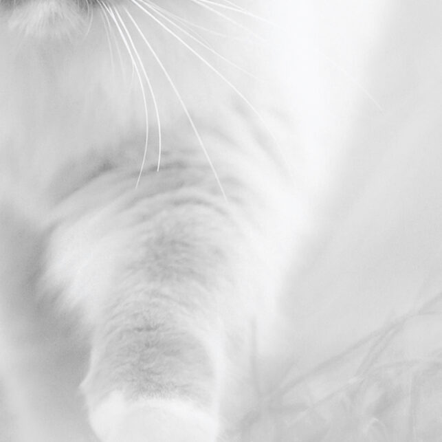 Blåøyd katt, fotokunst veggbilde / plakat av Terje Kolaas