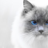 Blåøyd katt, fotokunst veggbilde / plakat av Terje Kolaas