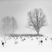 Traner i snø, fotokunst veggbilde / plakat av Terje Kolaas